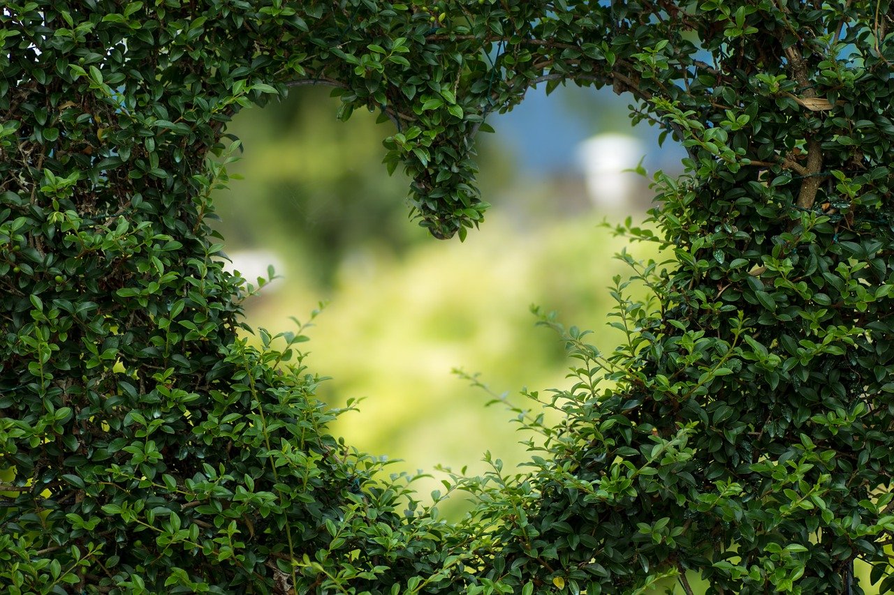 heart, leaves, foliage-1192662.jpg